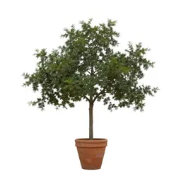 Interior live oak