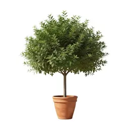 Iron tree