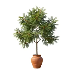 Oak chestnut