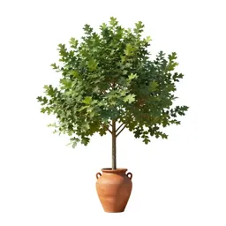 Oak