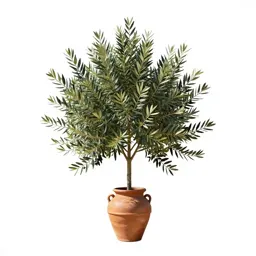 Olive tree