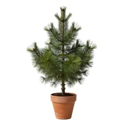 Oriental spruce
