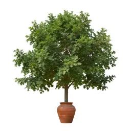 Overcup oak