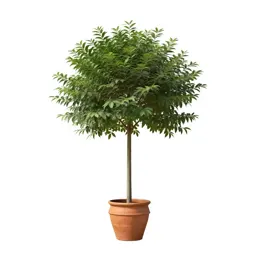 Umbrella tree