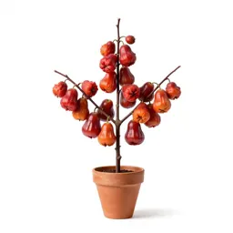 Balsam apple