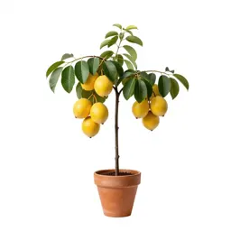 Balsam pear