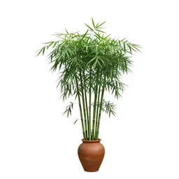 Bamboo