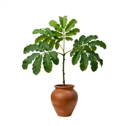 Banana passion fruit