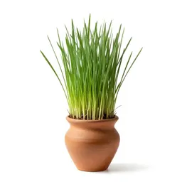 Barley grass