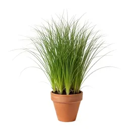Barnyard grass