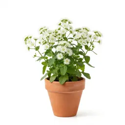 Bastard feverfew