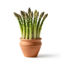 Bath asparagus