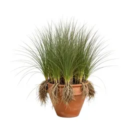 Beach grass
