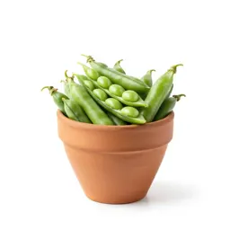 Beach pea