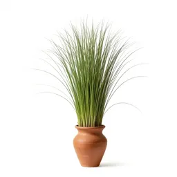 Bear grass