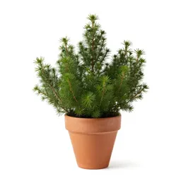 Bearberry