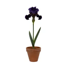 Bearded iris