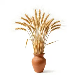 Bearded wheatgrass