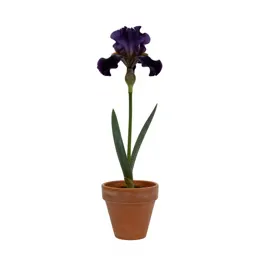 Beardless iris