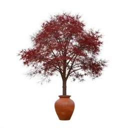Beefwood