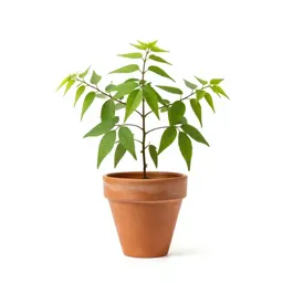 Beggarweed