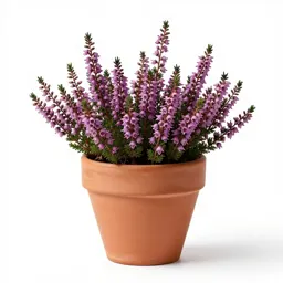 Bell heather