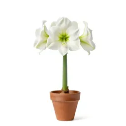 Belladonna lily