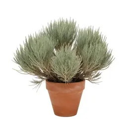 Big sagebrush