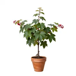 Black bryony