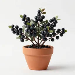 Black huckleberry