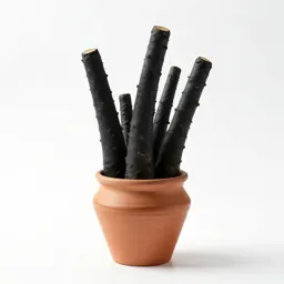 Black salsify