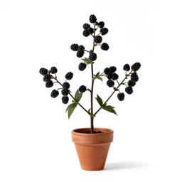Blackberry-lily