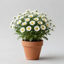 Blackfoot daisy