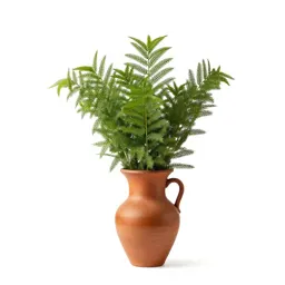 Bladder senna