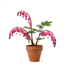 Bleeding heart
