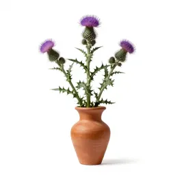 Blessed thistle