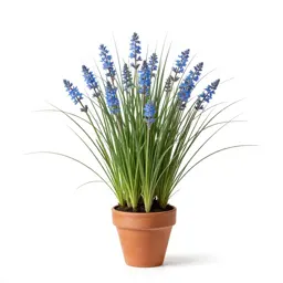 Blue-eyed grass