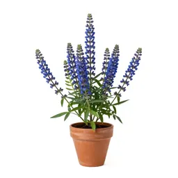 Blue false indigo