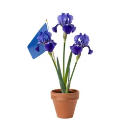 Blue flag