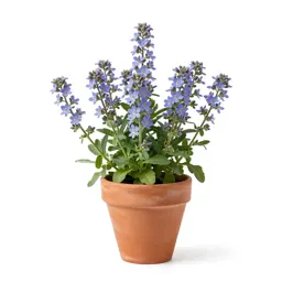 Blue fleabane