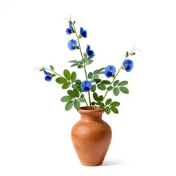 Blue pea