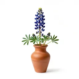 Bluebonnet
