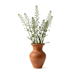 Bog asphodel