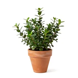 Bog bilberry