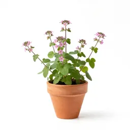 Bog pimpernel