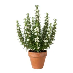 Bog rosemary