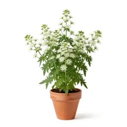 Boneset
