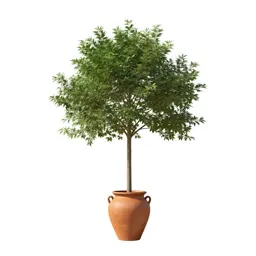 Boojum tree