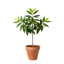 Bower actinidia