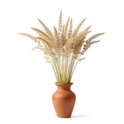 Bristlegrass